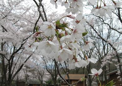 昭和の森の桜
